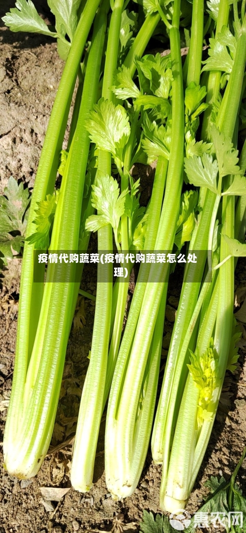 疫情代购蔬菜(疫情代购蔬菜怎么处理)