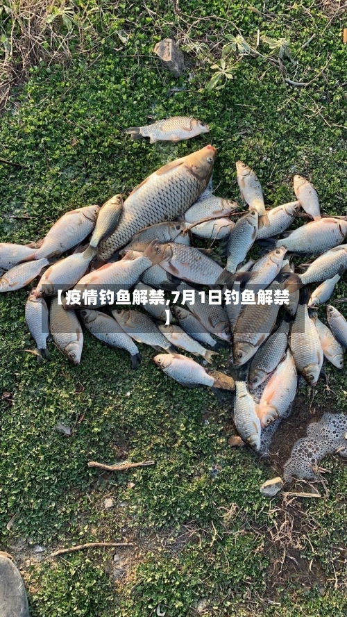 【疫情钓鱼解禁,7月1日钓鱼解禁】-第2张图片