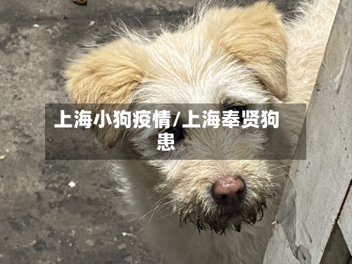 上海小狗疫情/上海奉贤狗患